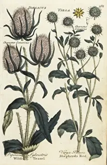 Joshuahamilton Prints: Wild teasel, Dipsacus sylvestris, and shepherds