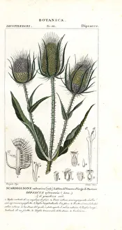 Fullers Prints: Wild teasel or fullers teasel, Dipsacus fullonum