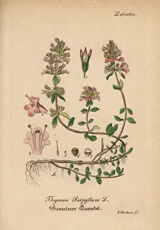 Gewachse Prints: Wild thyme, Thymus serpyllum