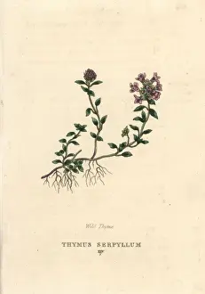 Wild thyme, Thymus serpyllum
