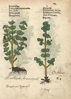 Woodcut Collection: Wild thyme, Thymus serpyllum, and dittany
