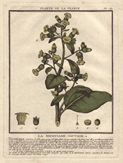 Nicotiana Gallery: Wild tobacco, Aztec tobacco or mapacho, Nicotiana rustica