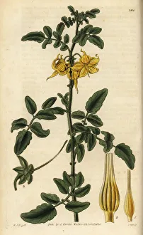 Hooker Gallery: Wild tomato, Solanum peruvianum