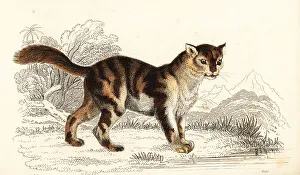 Predator Prints: Wild tortoiseshell cat from South America, Felis catus
