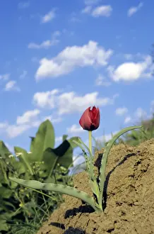 Wild Tulip