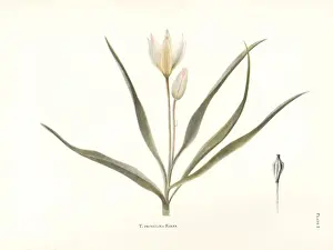 Dykes Prints: Wild tulip, Tulipa primulina, from Algeria
