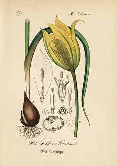 Wild tulip, Tulipa sylvestris