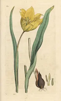 Wild tulip, Tulipa sylvestris