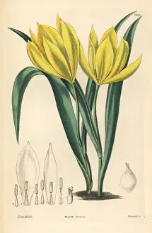 Wild tulip, Tulipa sylvestris