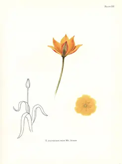 Dykes Prints: Wild tulip, Tulipa sylvestris, from Mount Athos