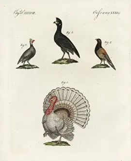 Vulnerable Prints: Wild turkey, bastard pheasant, helmeted guineafowl