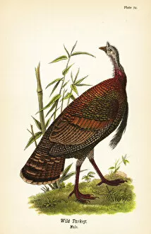 Wild turkey, Meleagris gallopavo