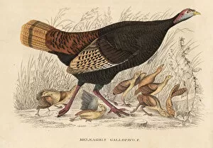 Wild turkey, Meleagris gallopavo, hen with poults