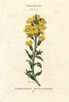 Classes Prints: Wild wallflower, Matthiola fruticulosa