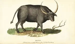 Naturalistspocketmagazine Prints: Wild water buffalo, Bubalus arnee
