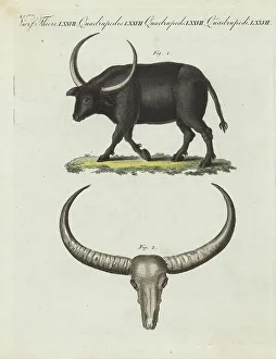 Bovine Prints: Wild water buffalo, Bubalus arnee. Endangered