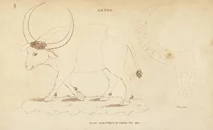 Endangered Prints: Wild water buffalo, Bubalus arnee. Endangered