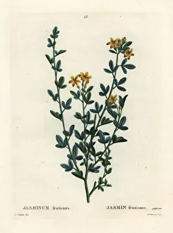 Arbustes Gallery: Wild or yellow Jasmine, Jasminum fruticans