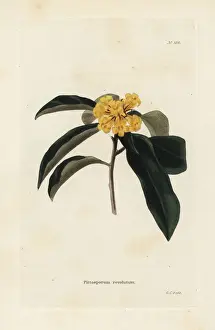 Jasmine Prints: Wild yellow jasmine or rough-fruited pittosporum