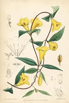 Jasmine Prints: Wild yellow jessamine or false jasmine, Gelsemium