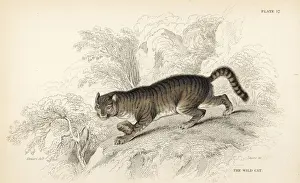Felis Prints: Wildcat, Felis silvestris