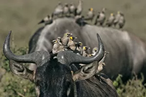 Tanzania Collection: Wildebeest - with different species of social birds