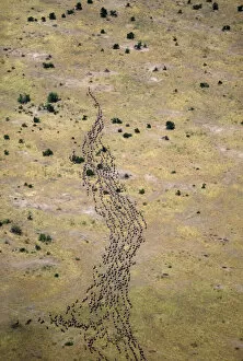 Aerials Gallery: Wildebeest / Gnu - migration
