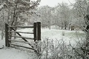 The Wildlife Garden