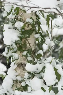 The Wildlife Garden