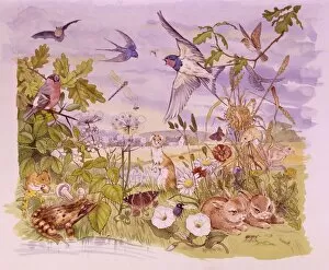 Bullfinch Collection: Wildlife scene