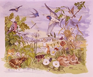 Bullfinch Collection: Wildlife scene