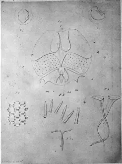 Dredge Prints: Wilds Drawing Animals from Dredge