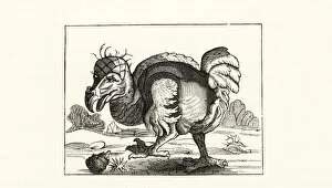 Dodo Gallery: Willem Bontekoes illustration of the dodo