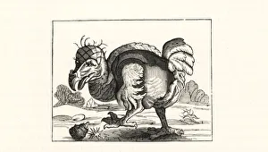 Melville Gallery: Willem Bontekoes illustration of the dodo
