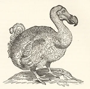 Melville Gallery: Willem Pisos illustration of the dodo, 1658