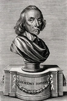 Anatomist Gallery: William Harvey / Bust