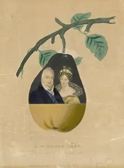 Adelaide Prints: William IV A Windsor Pear
