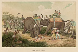 Williamson Prints: WILLIAMSON/DEAD TIGER