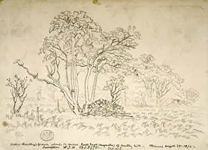 John Thomas Baines Prints: Willie Hartleys grave