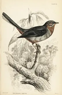 Flycatchers Prints: Willie wagtail, Rhipidura leucophrys