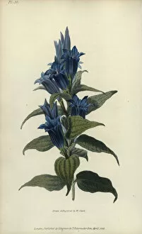 Engraved Collection: Willow gentian, Gentiana asclepiadea