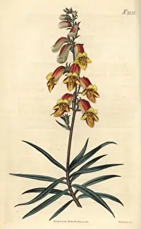 Willow-leaved foxglove, Digitalis obscura