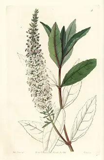 Willow-leaved speedwell, Veronica salicifolia