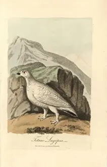 Lagopus Prints: Willow ptarmigan, Lagopus lagopus, in winter plumage