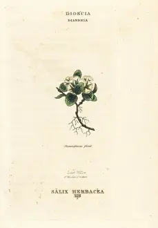 Duppa Prints: Least willow, Salix herbacea