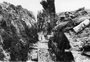 Willow trench 1914