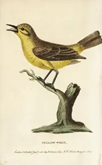 Naturalistspocketmagazine Prints: Willow warbler, Phylloscopus trochilus