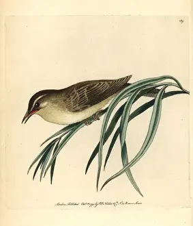 Willow warbler, Phylloscopus trochilus