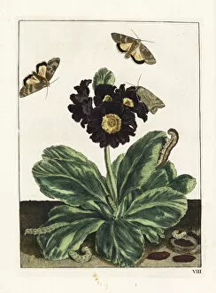 Primula Gallery: Willowherb hawkmoth on a black auricula flower