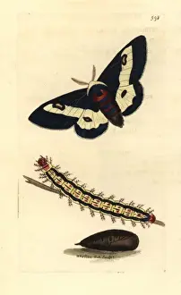 Willowherb hawkmoth, Proserpinus proserpina